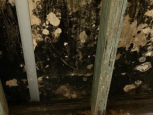 Interhome can now offer mould resistance